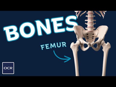 Location of major bones - OCR GCSE PE - Skeletal System (1.1)