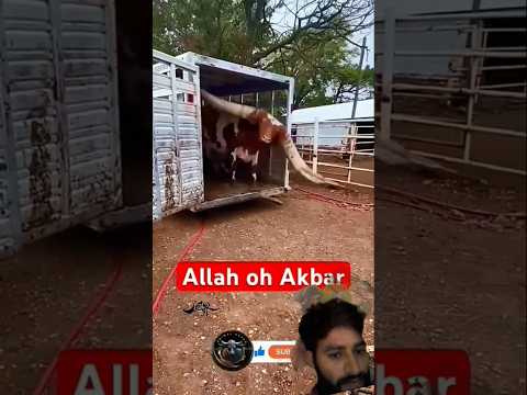#karbala 😱😱😱👍#funny #funnyanimals #cow #islamicshorts #animals #madina muzammil#muzammil studio77#