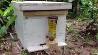 preview picture of video 'Nuôi dưỡng ong mật- Cách cho ong mật ăn đường tốt nhất bằng dụng cụ nuôi ong'