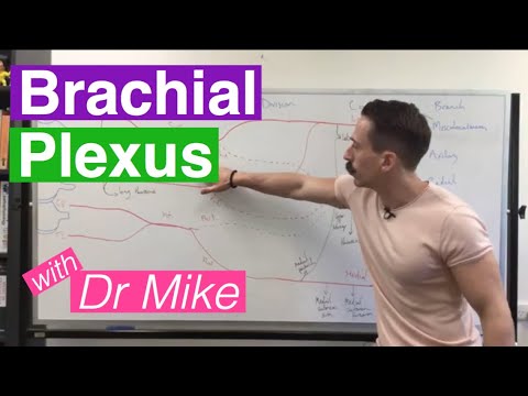 Brachial plexus and Branches