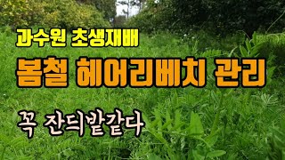 과수원 초생재배 봄철 헤어리베치 관리 풀을 우점해나갑니다