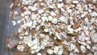 Breeding Mealworms for chickens and fish bait
