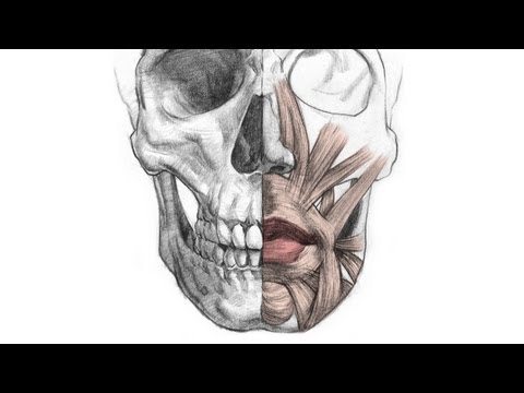 How to Draw Lips - Anatomy and Structure