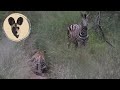 Leopard Stalks Zebra