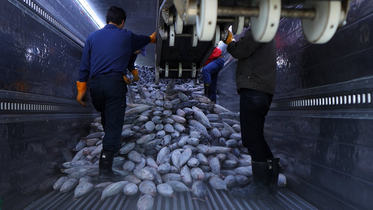 【大迫力】冷凍カツオの水揚げ日本一！歴史あるかつお節工場！かつお節の作り方！　職人技　ASMR