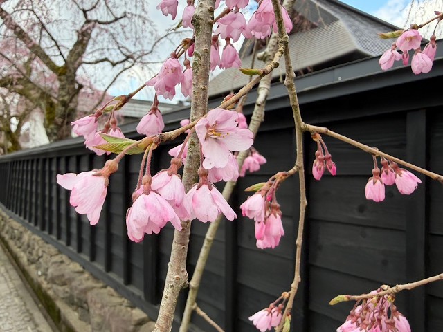 2026年【角館の桜】開花状況　4月12日