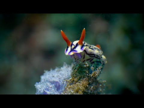 Lembeh Strait – Marvels of the Muck - scuba diving video