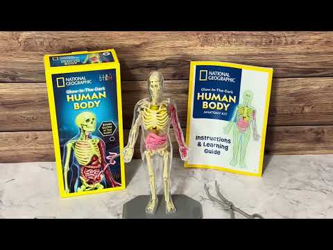 Glow-in-the-Dark Human Body Model for Kids! | National Geographic Anatomy Science Kit Review