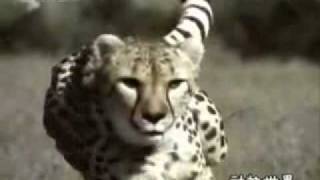 CCTV动物世界片尾曲 SKY "Westway"