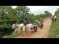 Mudivarthi Ox Race First Prize Winners Prakasam District Bulls