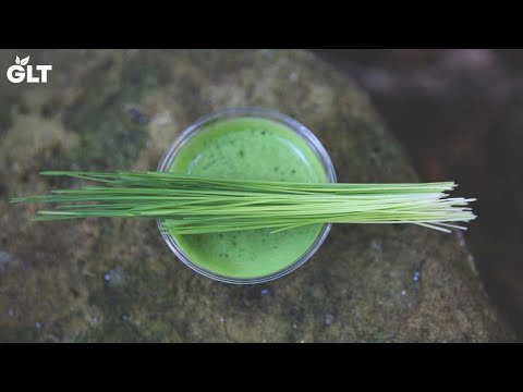 Effects of drinking wheatgrass daily- benefits & use