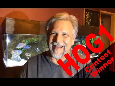 HOG1 contest winner by Ben Ochart Cichlids