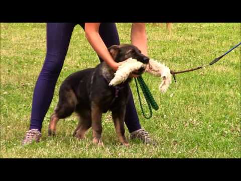 Pongo z Jukasu - protection  4 months