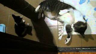 Pippi e Sebastian brincando