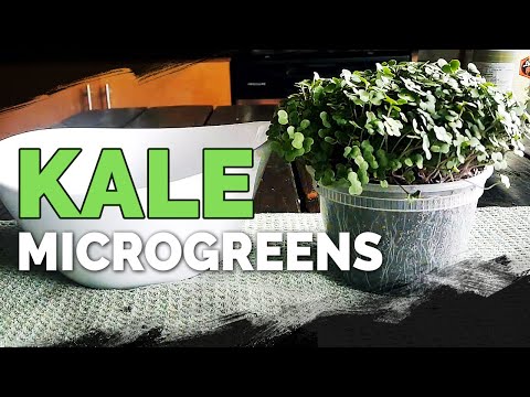 How to Grow Microgreens from Start to Finish COMPLETE GUIDE