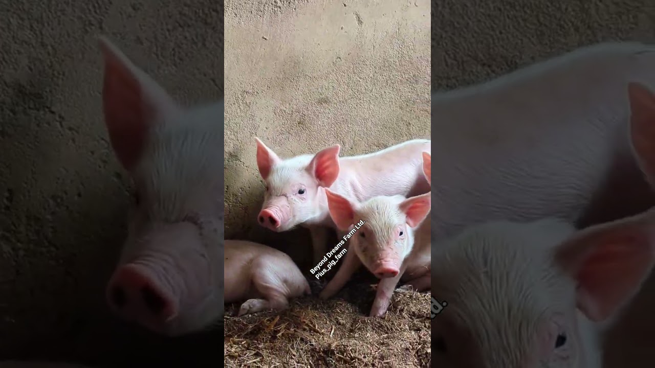 Beyond Dreams Farm Ltd. Pius_pig_farm quality at it's peak #healthypigs #pigfarmers #organicpigs
