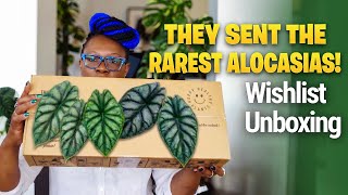 Is This the DREAM Alocasia Haul? (Uprooted Unboxing & Reveal!)