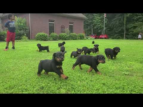 ZTR ROTTWEILER PUPPIES T-3