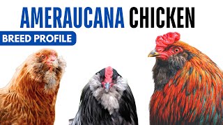 Ameraucana Chicken Breed Profile History Health Issues - Ameraucana  Chicken Egg Ratio Lifespan