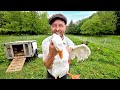 How To Protect Your Chickens Against Predators 7 Tricks You Probably Haven T Heard Of