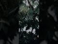 Rain Status Rainy Mood Rainy Climate Rain Whatsapp Status Rainy Day Rain Whatsapp Status Tamil