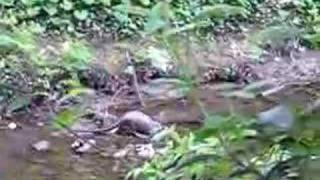 preview picture of video 'Otter in the Dodder'