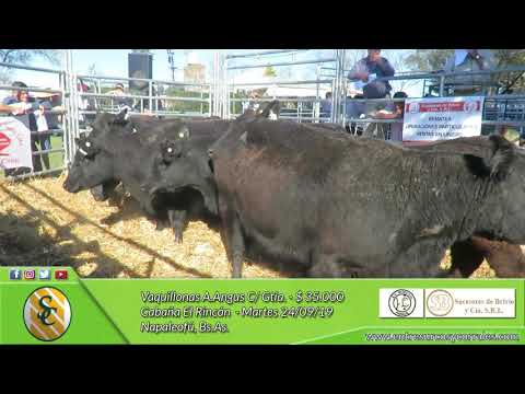 24-09-19 - Venta de Vaquillonas A.Angus - Cabaña El Rincón - Napaleofú