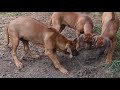 Rhodesian Ridgeback puppy for sale