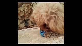 Hryzátko, guľa na maškrty 5 cm modrá