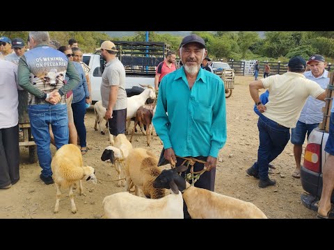 Feira de animais no socorro sertão de Pernambuco (24/05/2026)