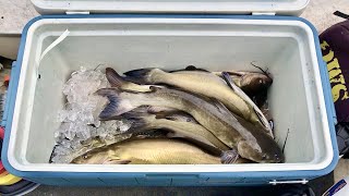 Fall HARVEST Season! - SMOKED CATFISH for the WIN!