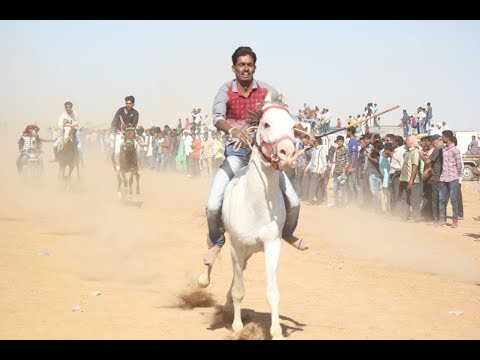 kutch small Horse race king in Dhrang :कच्छ छोटे घोड़े रेस का बादशाह ( धोरो ) Video