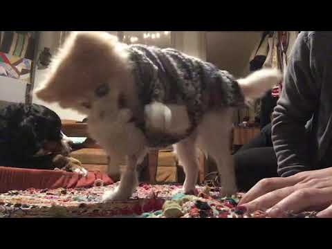 POLO!, an adopted Pomeranian in Philadelphia, PA_image-1