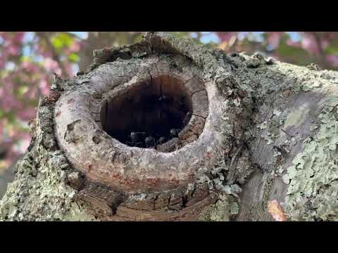 Discovered a Carpenter Ant Infestation in Tree in Manasquan, NJ