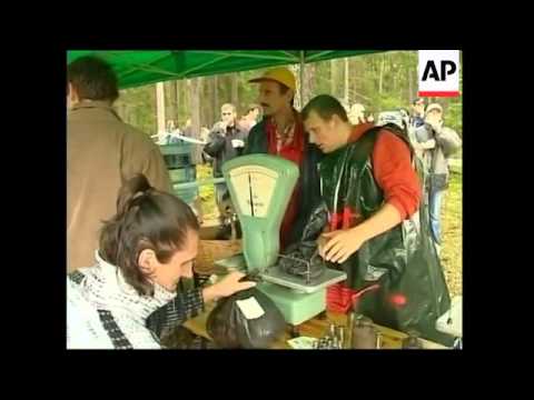 Mushroom picking championships bring out Latvia's love of fungi