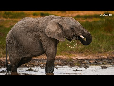 Birds, lions and gentle giants - SafariLIVE Sunset - 09 January 2026