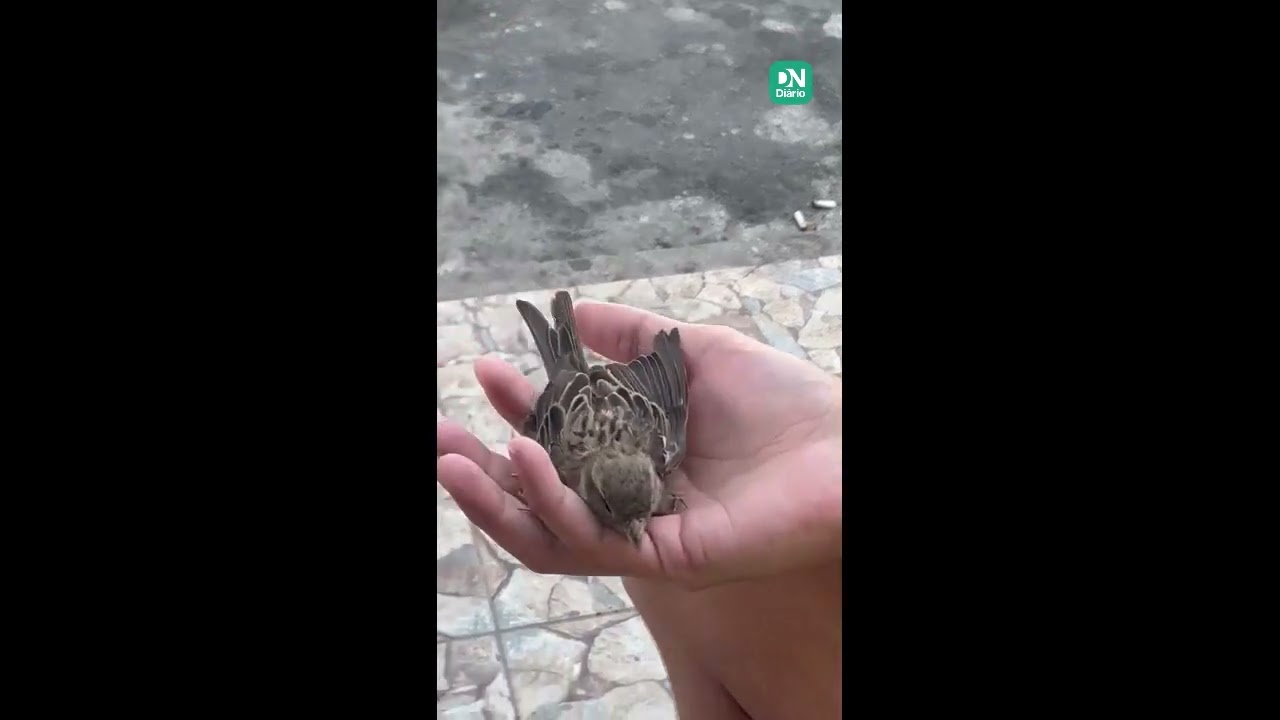 Imagem da notícia Passarinho sofre queda e sobrevive após massagem cardíaca em Camocim: 'Vida importante'