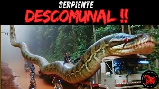 SERPIENTE GIGANTESCA !!  