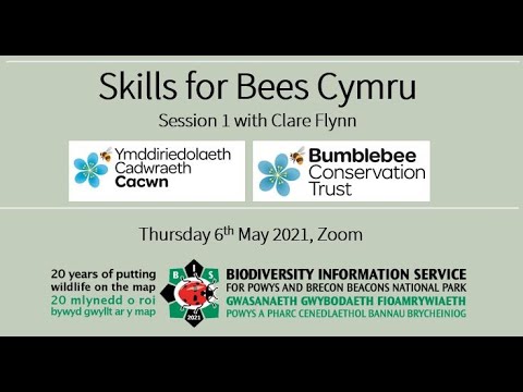 Skills for Bees Cymru Session 1: The 'Big 8' Bumblebees