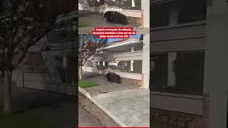 TAMANDUÁ-BANDEIRA, ESPÉCIE AMEAÇADA DE EXTINÇÃO, É VISTO EM RUA DE BAIRRO EM MG