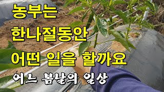 농부는 한나절 동안 어떤 일을 할까요? 농부의 일상 고추곁순따기 김매기 양말목 팻바이크 배수로 딸기 관수