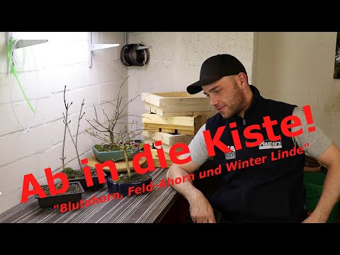Ab in die Kiste | Blutahorn, Feld-Ahorn und Winter Linde werden umgesetzt | Bonsai VLog #18.2