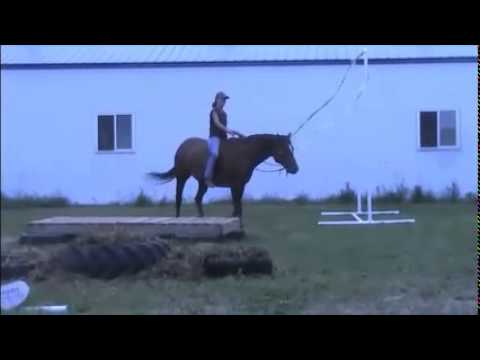 AQHA 16.3 Bombproof sorrel gelding, broke, broke, broke