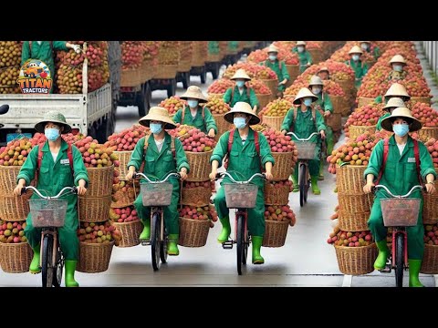 Farming Documentary: Harvesting Thousands Of Tons Of Lychee Using Innovative Techniques