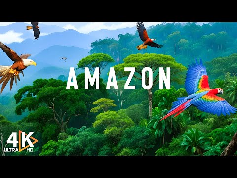 Amazon 4k | Der größte tropische Regenwald der Welt | Entspannungsfilm