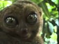 THX Maki Monkey Aka Dramatic Lemur On Bore Me Flv