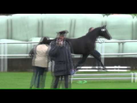 Dream Diva v. Dressage Royal