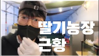 2월 안스팜 근황 / 딸기농장/스마트팜