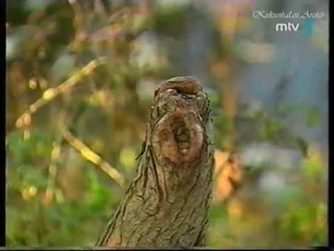 Mocsári ciprusok Kiskunhalason. (2000)