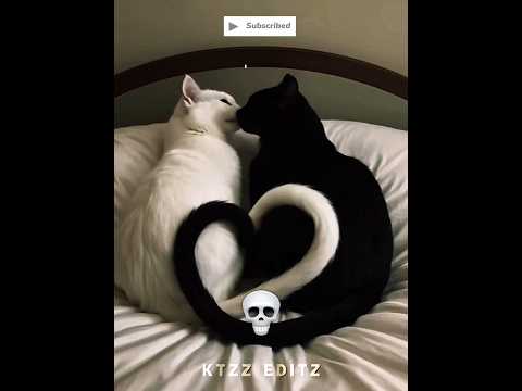 Cats Can't Have Girlfriend 💀 pt.2